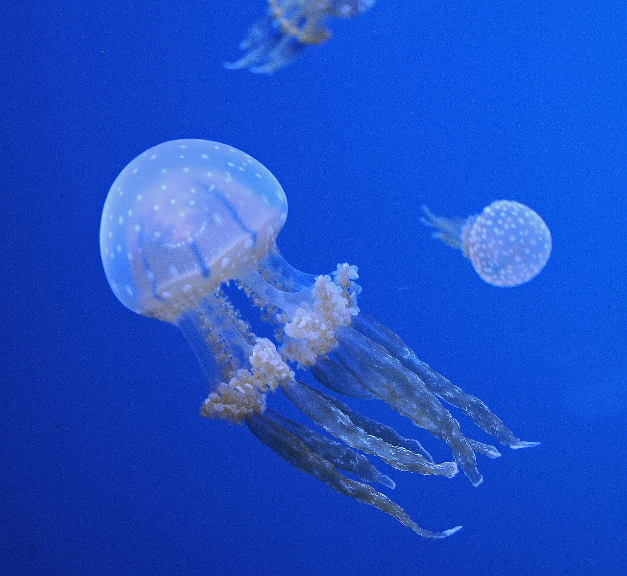 jellyfish, ocean, aquatic life-599472.jpg
