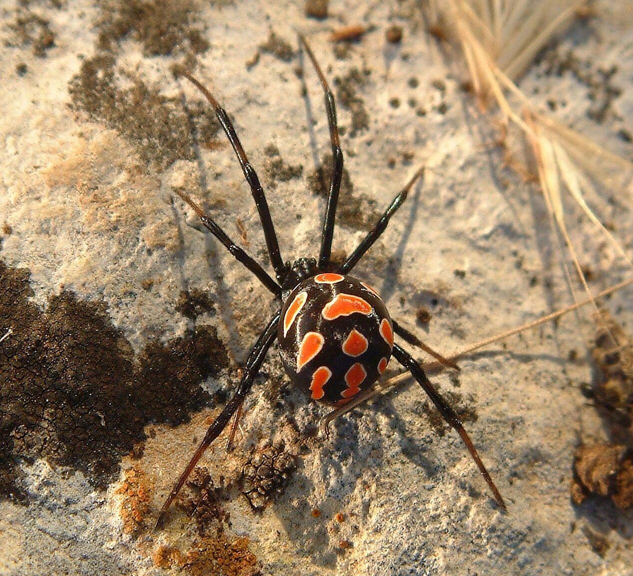 spider, black widow, red-175582.jpg