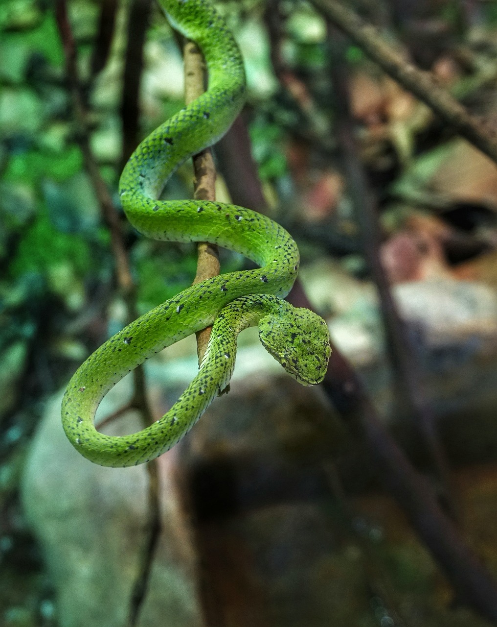 trimeresurus, viper, wildlife-3294958.jpg